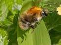 Bombus pascuorum.jpg